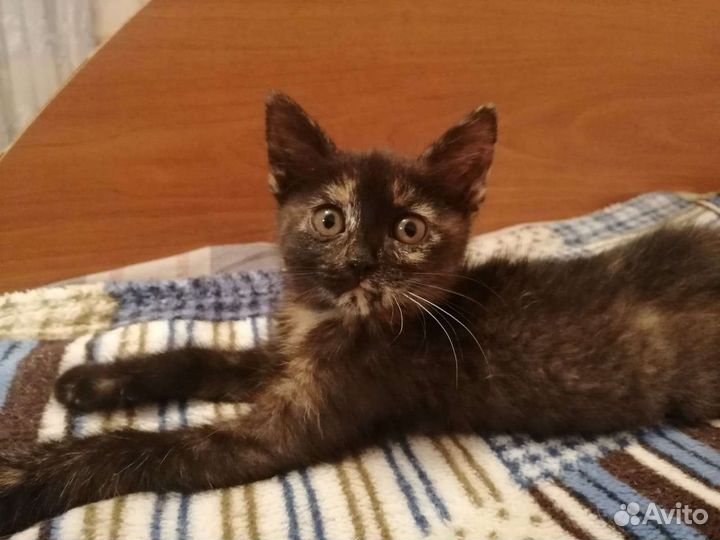 Девчушка в добрые руки. Стерилизация в подарок