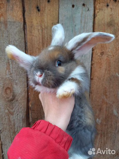 Французские бараны