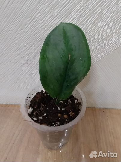 Сциндапсус мунлайт