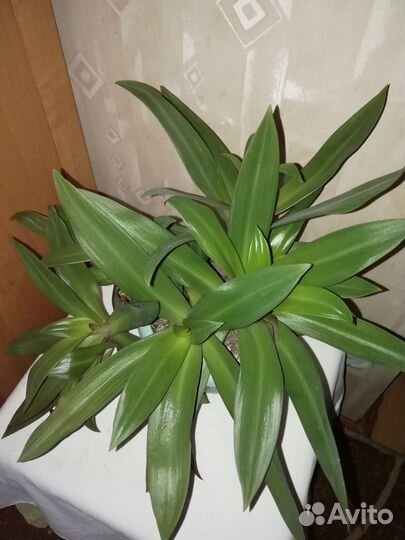 Традесканция Сеткреазия пурпурная и цветок Рео