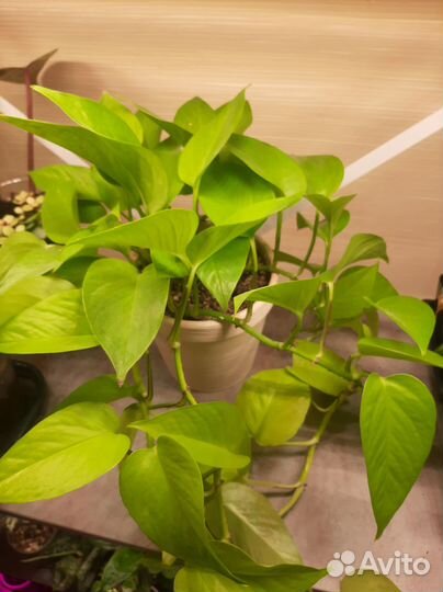 Сциндапсус neon