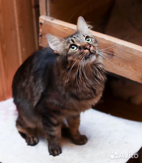 Асенька очень хочет стать любимой и домашней