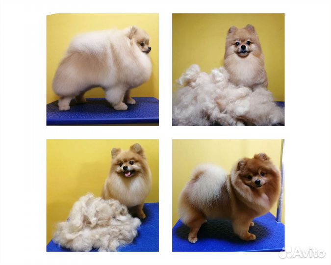 Стрижка собак, экспресс-линька, тримминг