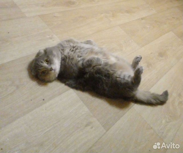 Шотландская вислоухая кошка бесплатно