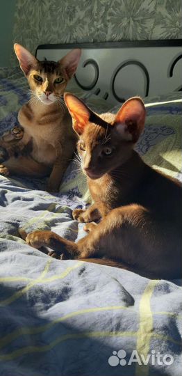 Ориентальный котенок