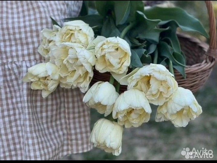 Луковицы тюльпана