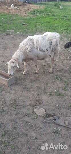 Катумские бараны на племя