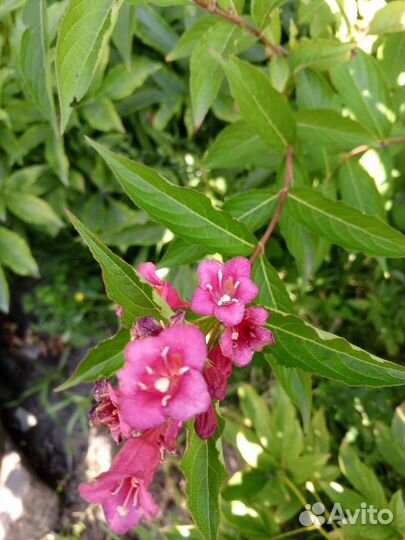 Вейгела красная