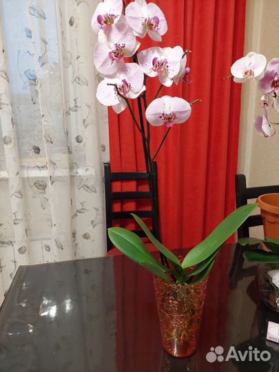 Орхидея фаленопсис