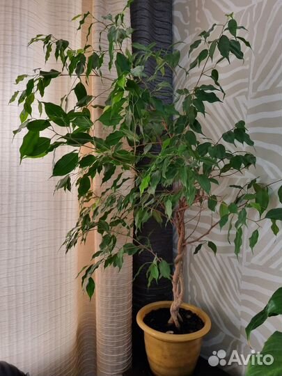 Фикус бенджамина