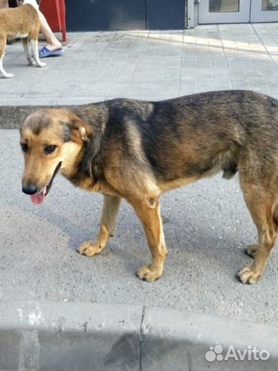 Собака в добрые руки