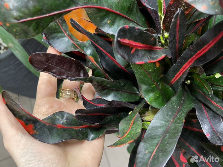 Кротон кодиеум 120см