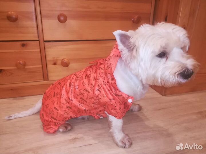Одежда для собак