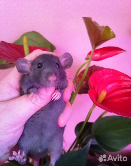 Крыса крысята дамбо девочки