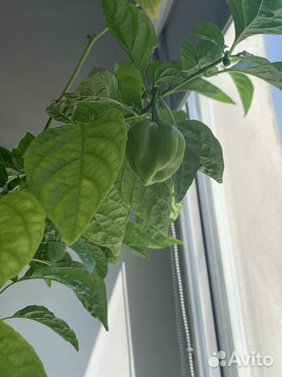 Перец очень острый Хабанеро куст