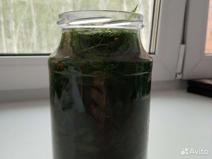 Водоросли для аквариума