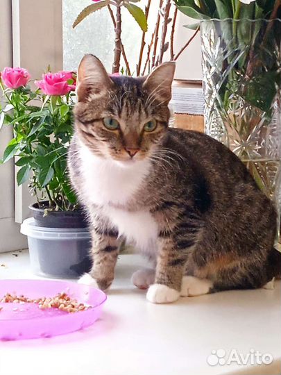 Кошечка, 6 мес