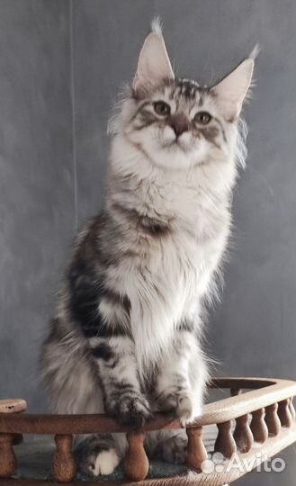 Серебряная королева