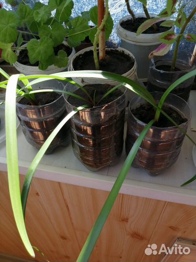 Гиппиаструм