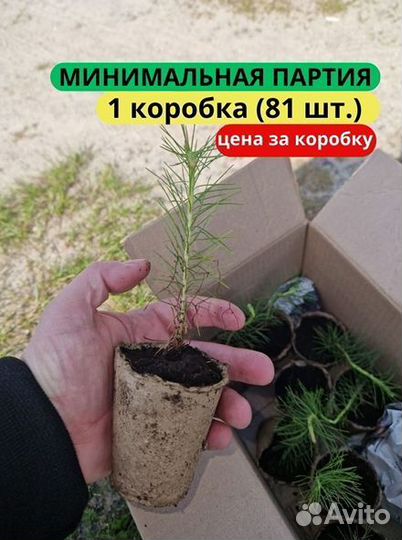 Сеянцы сосны зкс от производителя