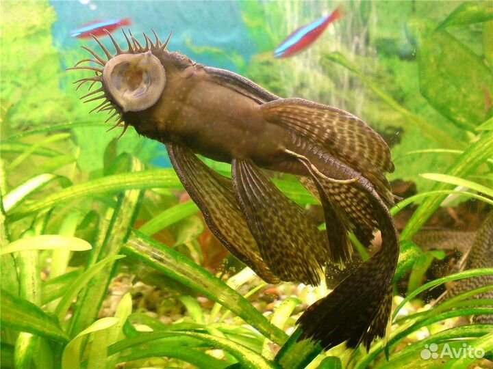 Малек анцитруса