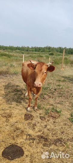 Корова дойная