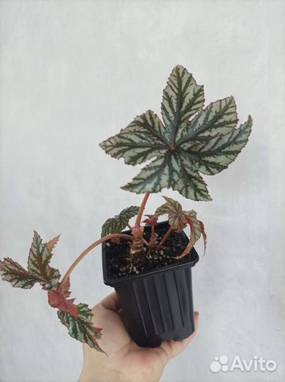 Бегония грифон