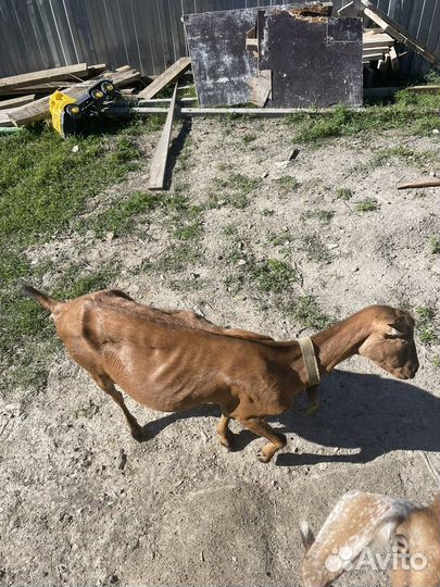 Коза дойная