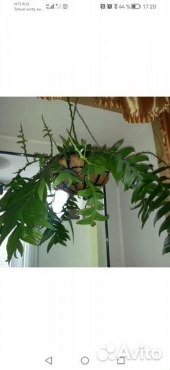 Эпифиллум марниера