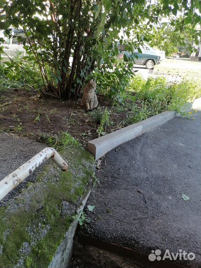 Кошки котята