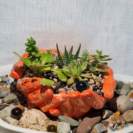 Флорариум суккуленты