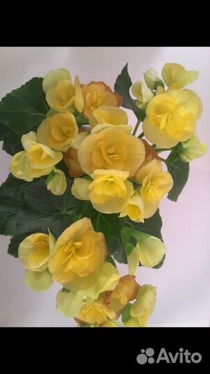 Черенки бегонии элатиор