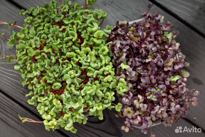 Микрозелень