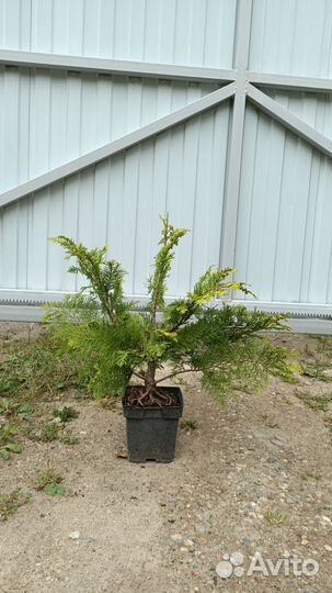 Кипарисовик 1(читайте описание)