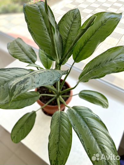 Аглаонема комнатный цветок