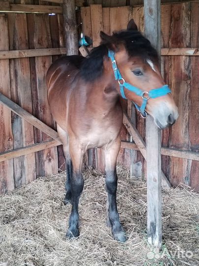 Продажа лошадей