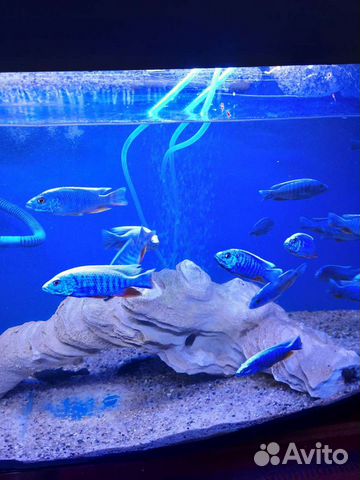 Цихлиды для аквариума