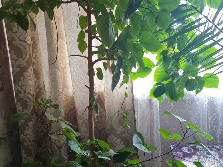 Китайская роза