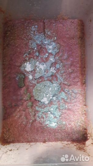 Трубочник изя