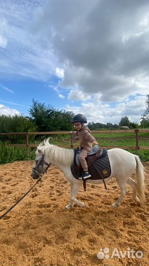 Конные прогулки, тренировки, аренда лошадей и пони