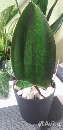 Сансевиерия Масониана Конго (S. Masoniana)