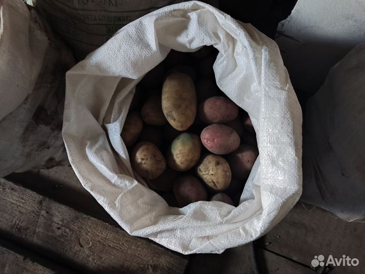 Продам картофель
