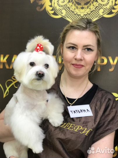 Стрижка собак мелких пород: Йорк, Шпиц, Болонка