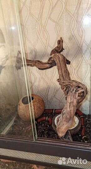 Королевская молочная змея