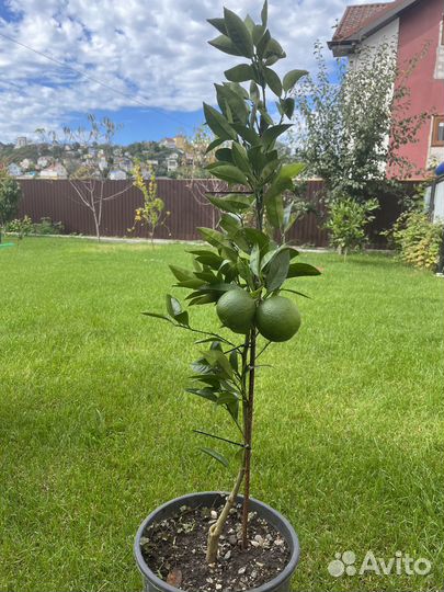 Цитрусовые растения