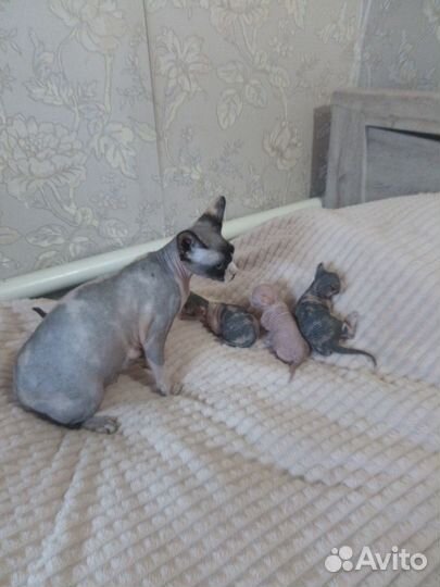 Канадский сфинкс