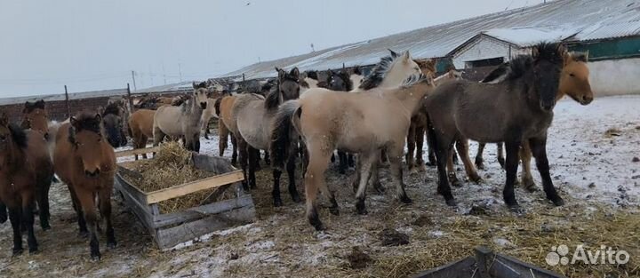 Продажа лошадей