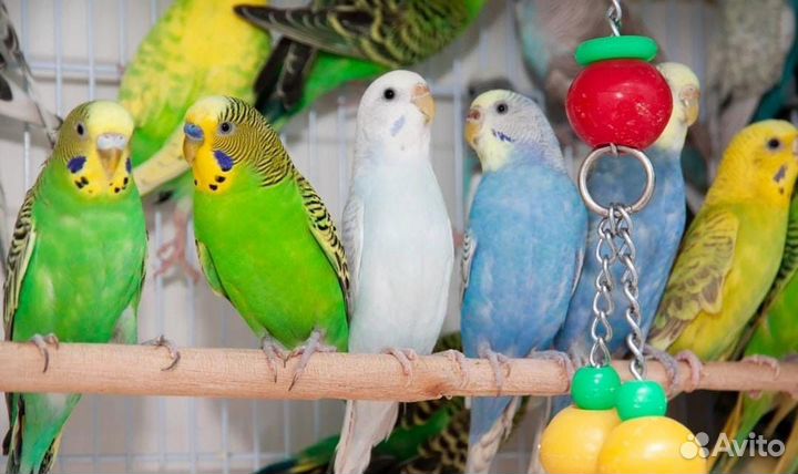 Волнистые попугаи