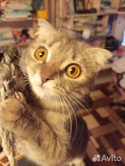 Кошка британка