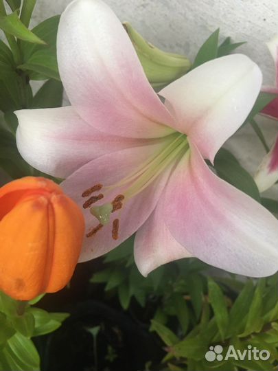 Саженцы лилии